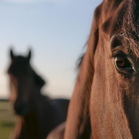 HoltgastReiterhof Gruendeichアパートメント エクステリア 写真